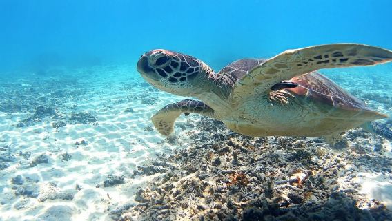 沖縄・渡嘉敷島で1時間体験ダイビング＆シュノーケリング【那覇三重城港から専用船で出発】|ウミガメとシュノーケリング（軽食＋往復乗船チケット付き）】