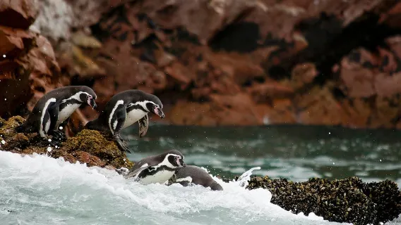 Peru Lima Paracas + Huacachina Oasis Tour (Group Travel/Single Booking Available)