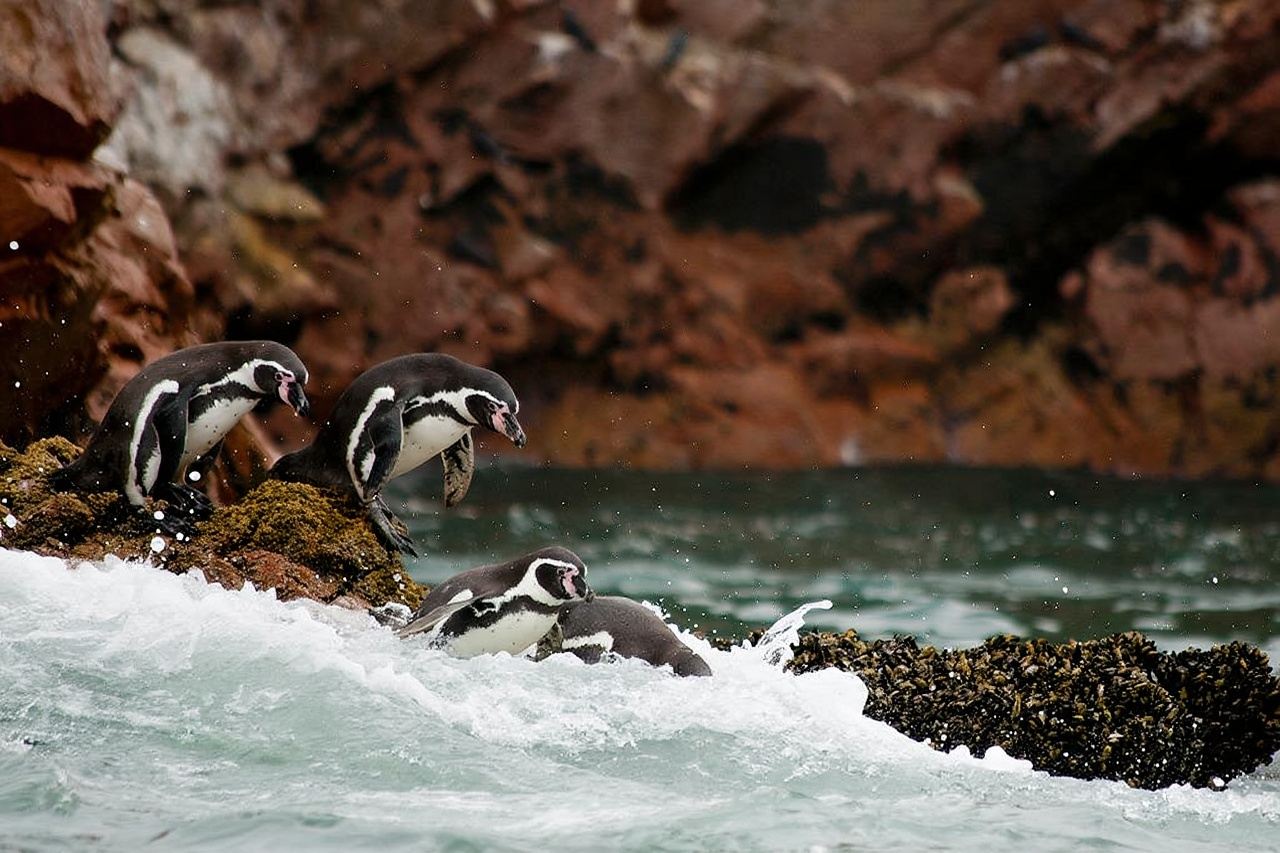 Peru Lima Paracas + Huacachina Oasis Tour (Group Travel/Single Booking Available)
