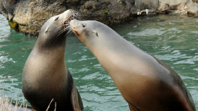 บัตรเข้าชมสวนสัตว์เซ็นทรัลพาร์ค พร้อมสิทธิ์เข้าชมโรงภาพยนตร์ 4 มิติ