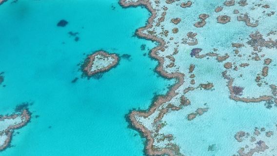 Excursion d'une journée à Hardy Reef dans les Whitsundays au départ de l'île Hamilton avec plongée en apnée et déjeuner