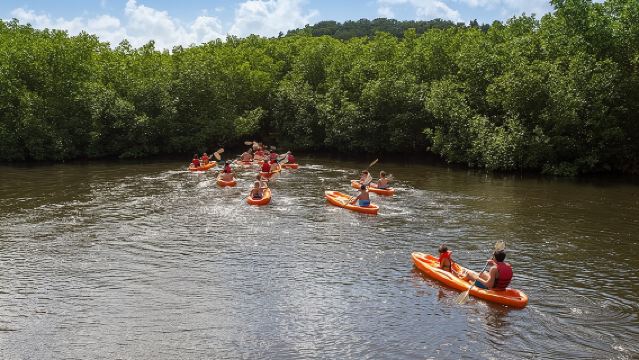 SoCoHo Eco Half Day - Mangrove Kayak & Reef Snorkeling