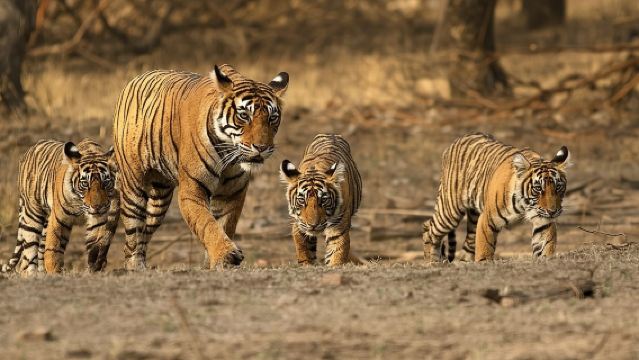Escursione giornaliera al Safari delle Tigri di Ranthambore da Jaipur - Tutto incluso