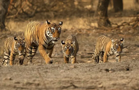 齋浦爾出發倫滕博爾老虎狩獵一日遊 - 全包