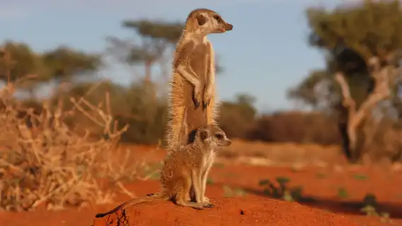 ออกเดินทางจากวินด์ฮุก|ทัวร์ครึ่งวันใกล้ชิดที่คฤหาสน์ Meerkat นานคูส 2 ชั่วโมง