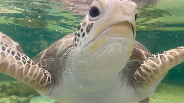 Cairns Aquarium General Admission and Turtle Hospital Tour