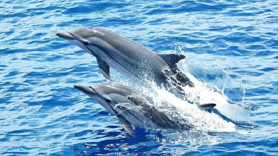 Dolphin House Snorkeling Trip + Water Sport With Lunch - Hurghada
