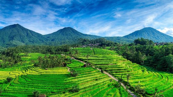 Jatiluwih(유네스코 사이트) 2시간 전기자전거 사이클링 투어