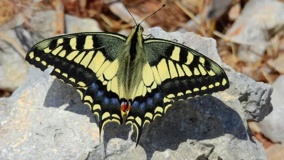 Tour naturalistico privato nella valle di Mistra e Selmun con trasporto