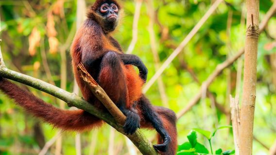 Corcovado National Park: San Pedrillo Station Day Tour