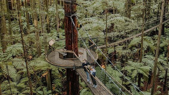 Rotorua: Redwoods Altitude, Nighttime Fast Pass, & Treewalk