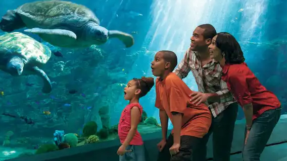 SeaWorld Orlando: Park Admission Ticket