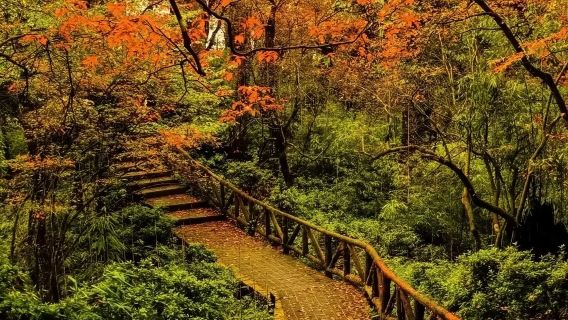 Chengdu Longcanggou Diecuixi Attrazione · Servizi del campeggio[tour di un giorno senza shopping + splendidi colori autunnali + escursione nel bosco + andata e ritorno da Chengdu]