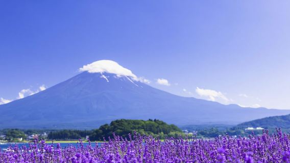 Tokyo|Oishi Park + Tori della Pace + Nave Pirata di Hakone + Lago di Ashi, itinerario con noleggio con conducente esclusivo flessibile.