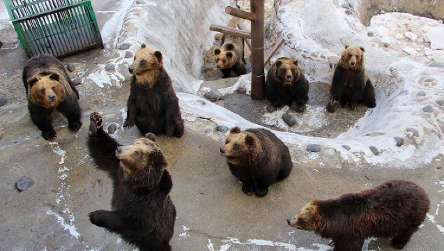 Taman Beruang Noboribetsu Jepun + Lembah Neraka Noboribetsu + Tasik Toya