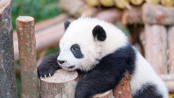 成都大熊貓繁育研究基地+樂山大佛一日遊【15人中英導遊導覽】