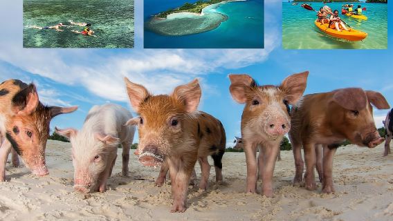 Pig Island Experience By Speed Boat, Snorkeling, Kayaking Relaxing on the Beach