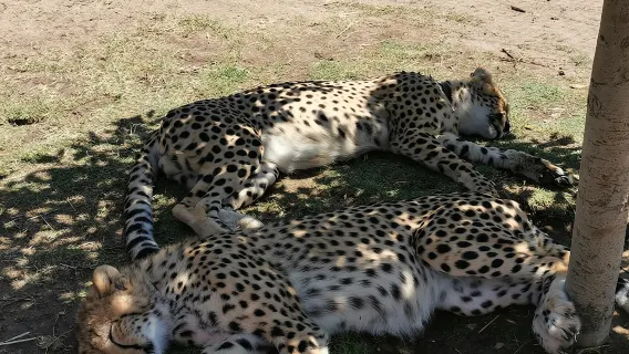 Cheetah Outreach Tour Somerset West, Gordon's Bay and Strand Beaches 