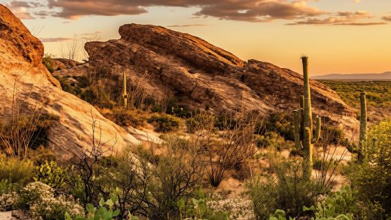 Saguaro National Park Self-Guided Driving Audio Tour