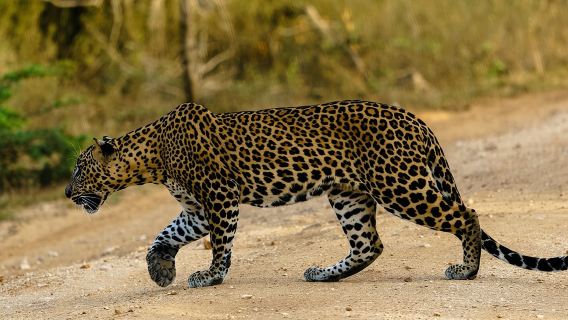 Yala-Nationalpark – Ganztagessafari (04:30 Uhr – 18:00 Uhr)