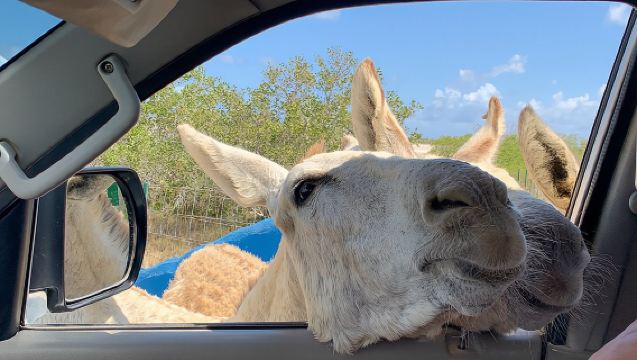 Tour durch das Esel-Schutzgebiet mit einem lokalen Guide