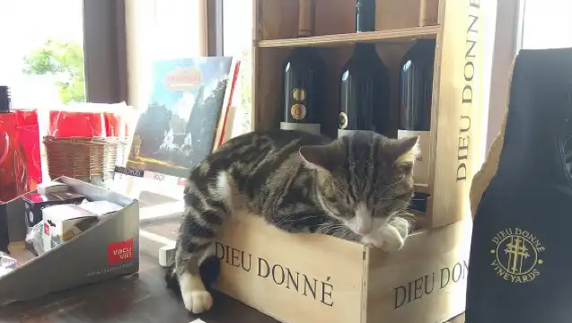 ทัวร์ไวน์เคปทาวน์: สเตลเลนบอชและฟรันช์ฮก + ชิมอาหารและอาหารกลางวัน