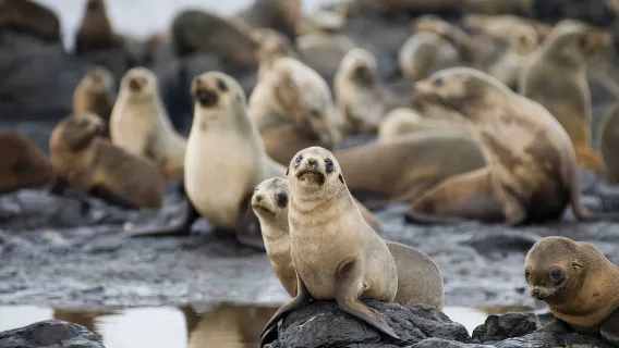 Melbourne Phillip Island + Brighton Bathing Boxes + Moonlit Sanctuary day tour [Penguin Island transfer quality group]