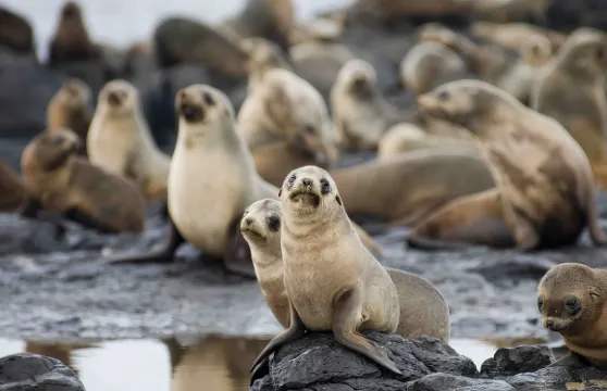 墨爾本菲利普島+彩虹屋+月光動物園一日遊【企鵝島接送品質團】