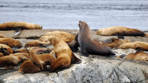 Victoria: Aventura de avistamiento de ballenas bajo techo con fotos gratis