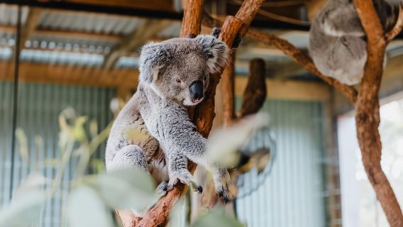 Sydney: Jervis Bay Tour with Beaches, Koalas & Kangaroos