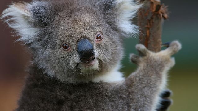 Tour Giornaliero nella Yarra Valley tra Natura e Vino con il Santuario di Healesville