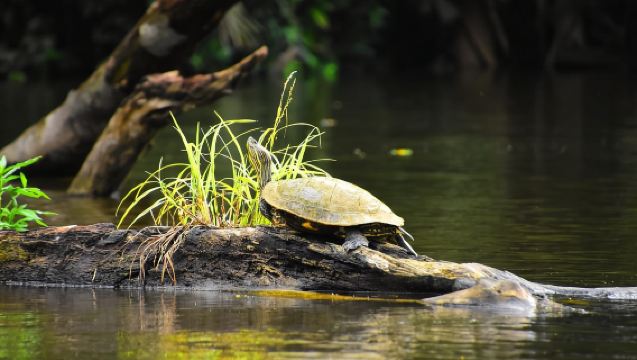 3-stündiges Erlebnis durch die Kanäle des Nationalparks.