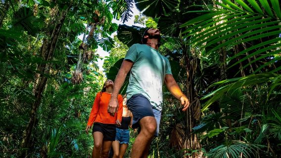 Australia Daintree Rainforest + Cape Tribulation one-day tour