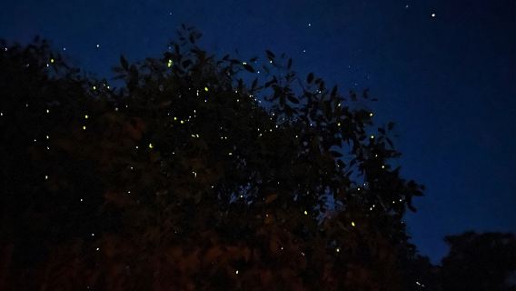 Однодневный тур «Светлячки и синие слезы Куала-Селангора» с ужином