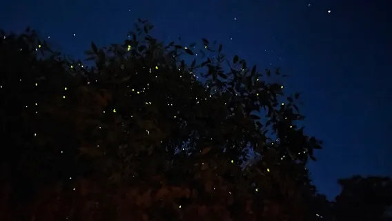 Excursion d'une journée à Kuala Selangor : Lucioles et Larmes Bleues avec dîner