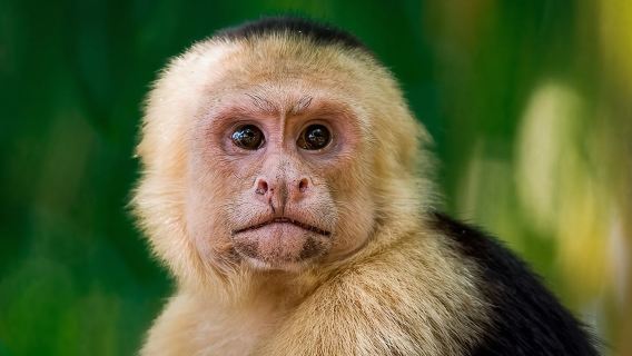 Tour privado de lujo por el Parque Manuel Antonio