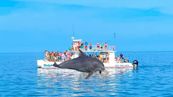 Key West Dolphin and Snorkel Experience 