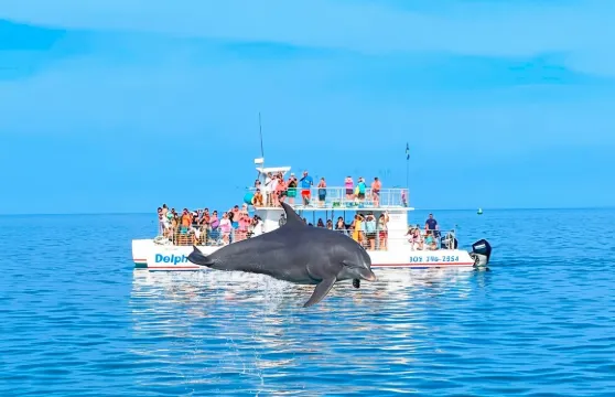 基韋斯特海豚與浮潛體驗