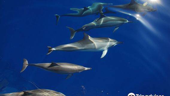 Dophine & You Dolphin Watching Snorkeling in Oahu, Hawaii