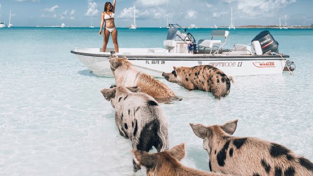 Exuma Elite Escape: Luxury Fly-In Pig Beach Adventure - 7 Stops