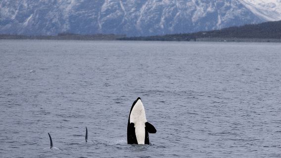 Avvistamento Balene in Silenzio con Barca Ibrida-Elettrica da Tromsø