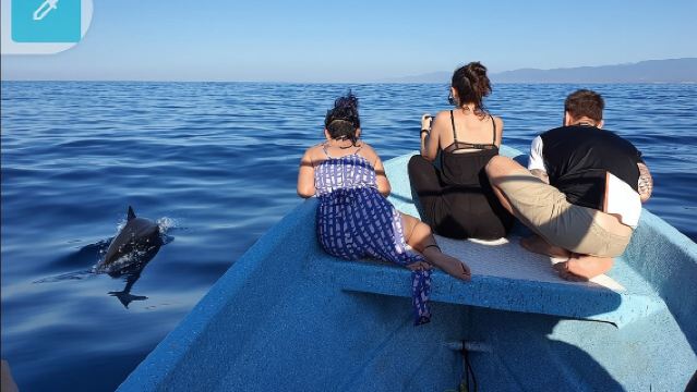 Avistamiento de Ballenas y Delfines