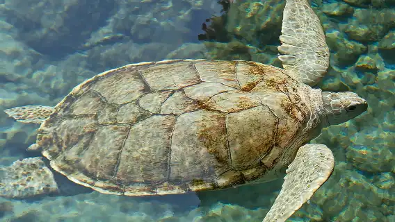 From Cancun: Xcaret Plus Park, the complete experience