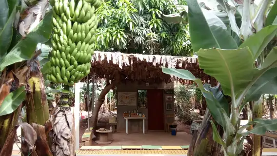 Tenerife: Finca Las Margaritas Banana Plantation Experience