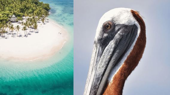 Desde Punta Canta: Crucero de avistamiento de ballenas con Cayo Levantado