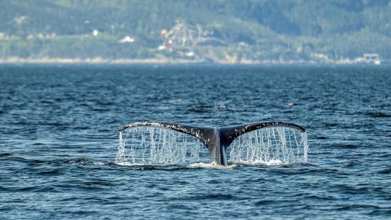 Tadoussac/Charlevoix: Whale Watching Zodiac Tour