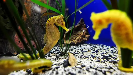 The Florida Aquarium in Tampa General Admission