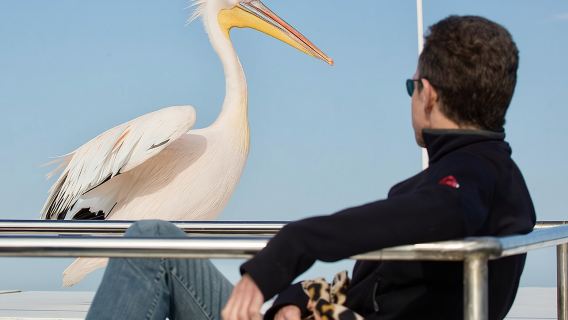 Marine Dolphin Seal Cruise