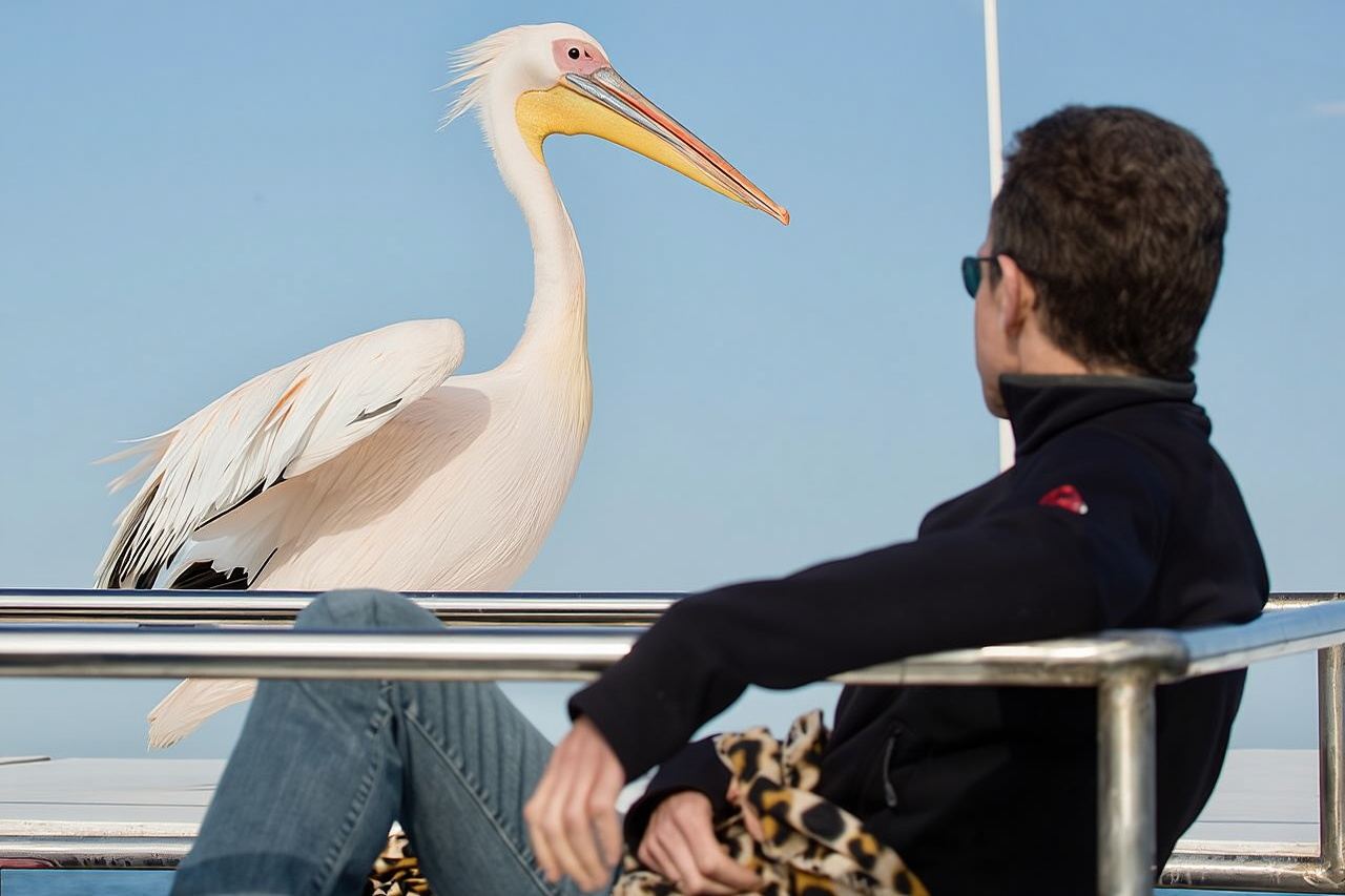 Meeresdelfin- und Robbenkreuzfahrt
