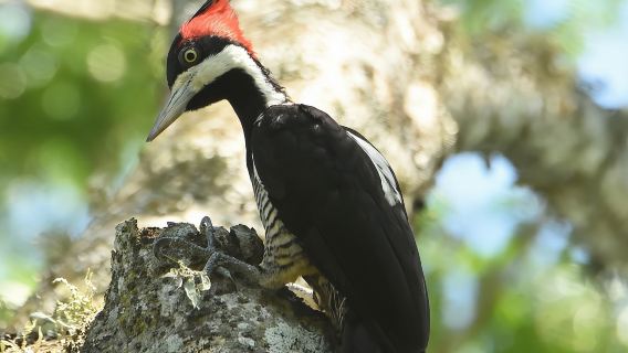 Birding and Nature Chaco Tour